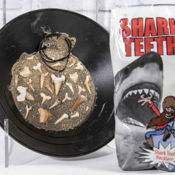 Large Shark Tooth Bag