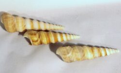 Seashell Spire Mollusc Shell 2-4 inch