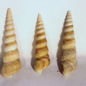 Spire/ Mullusc Shell