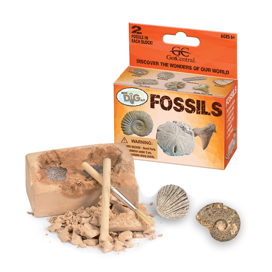 Mini Fossils Dig Kits dig block, and digging tools