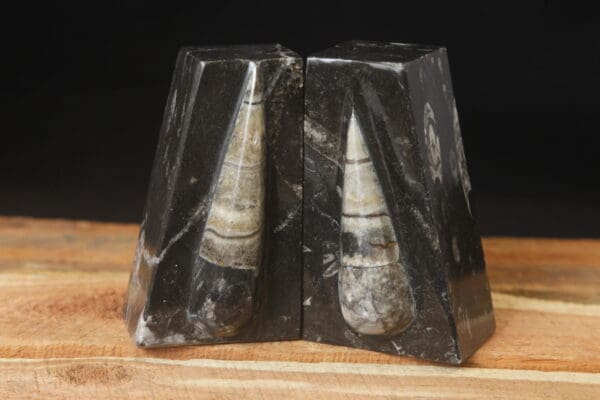 Orthoceres Book Ends
