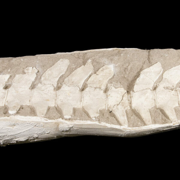 Fossilized Spine Segment