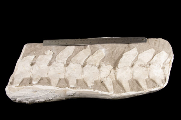 fossilized spine segment