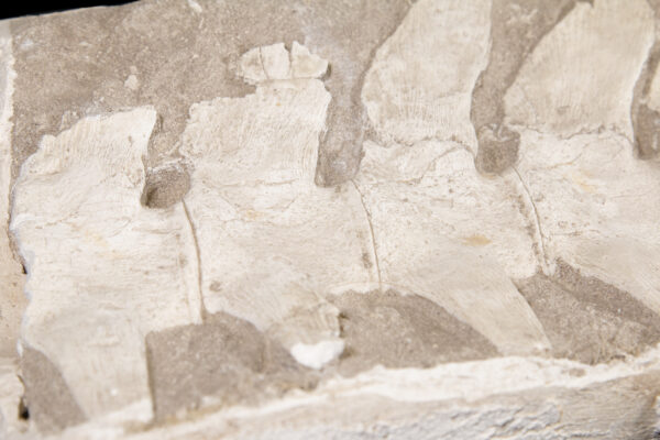 fossilized spine segment close up