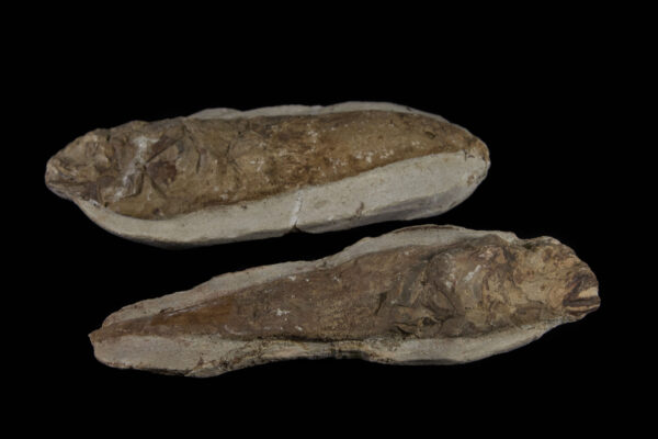 Two Rare Fossilized Fish