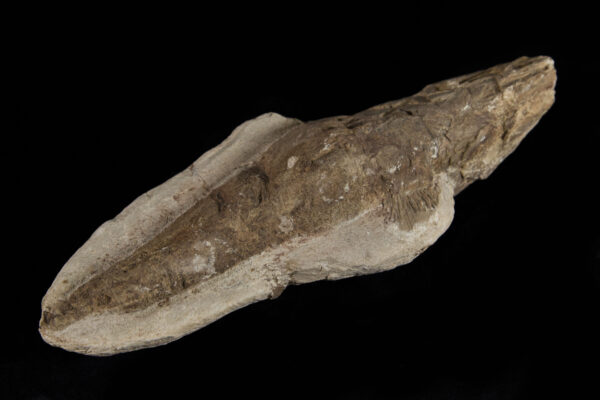 Rare Fossilized Fish example