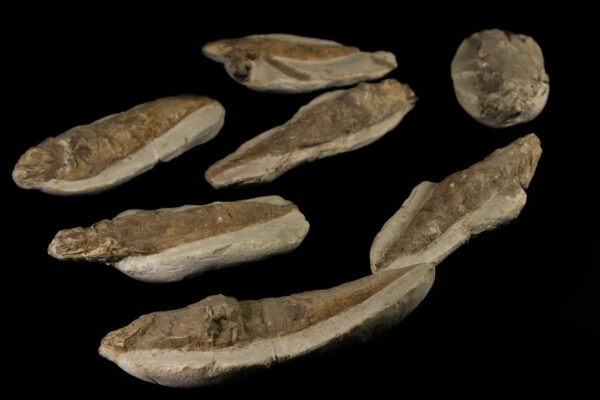 assortment of Rare Fossilized Fish