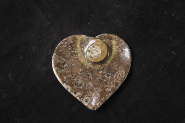 Ammonite heart