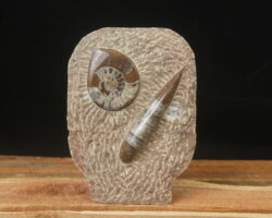 Ammonite standing plaque