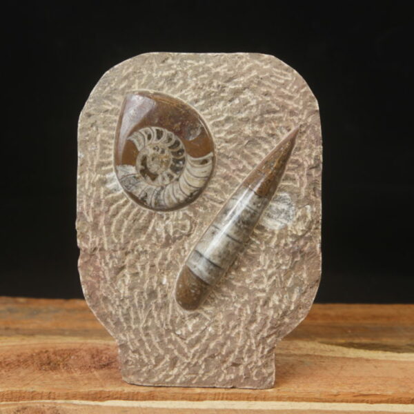 Ammonite Standing Plaque