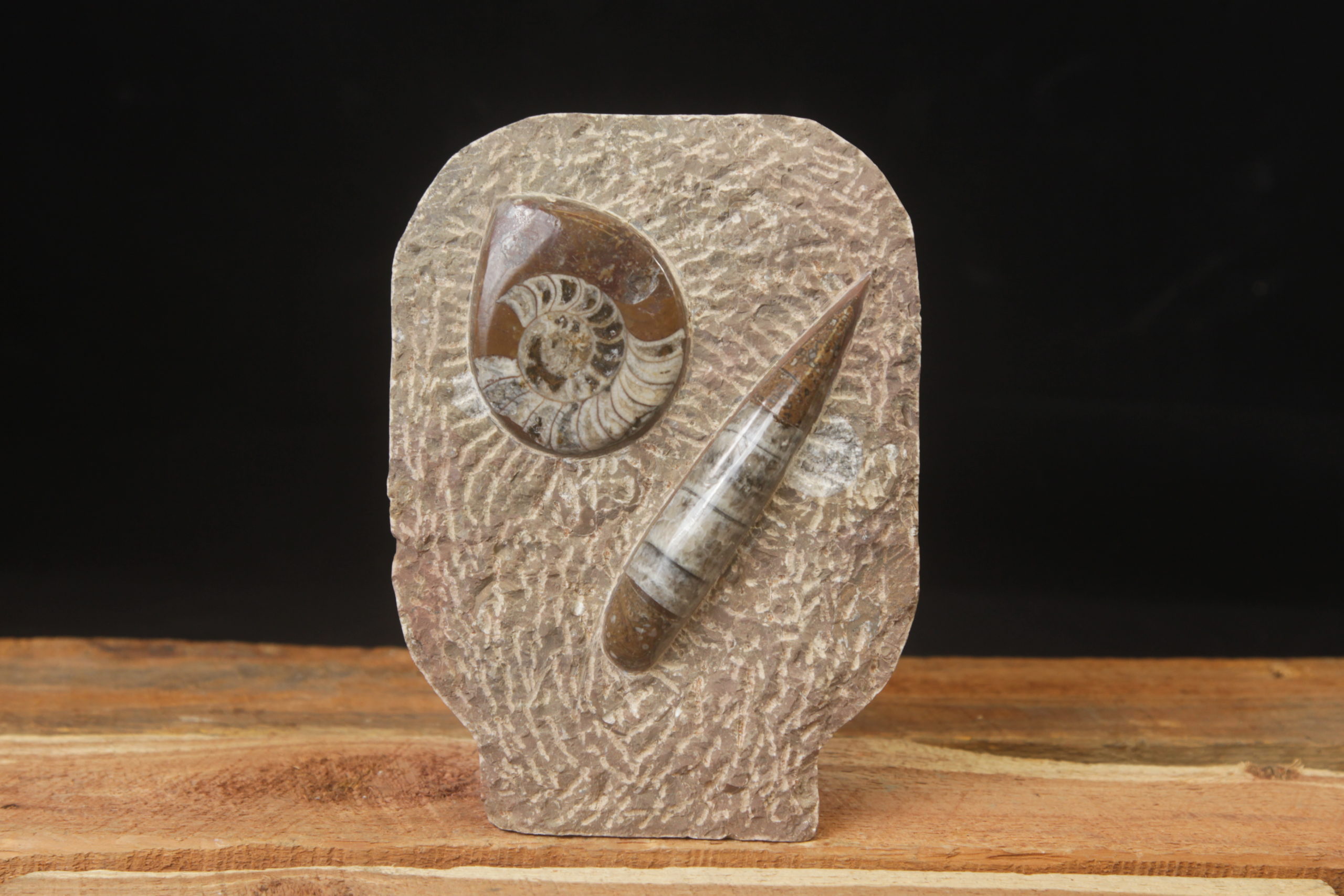 Ammonite Standing Plaque