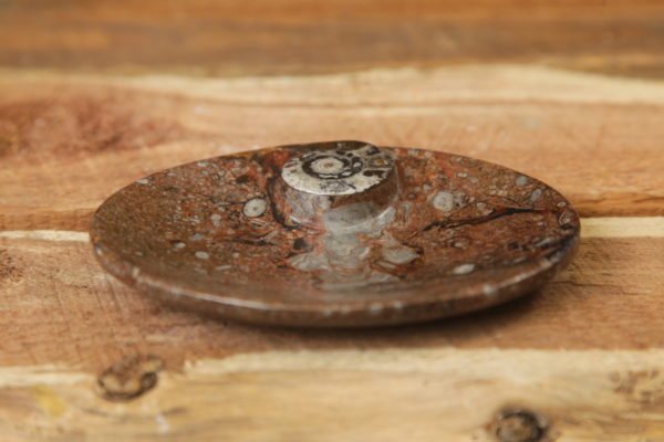 Ammonite dish