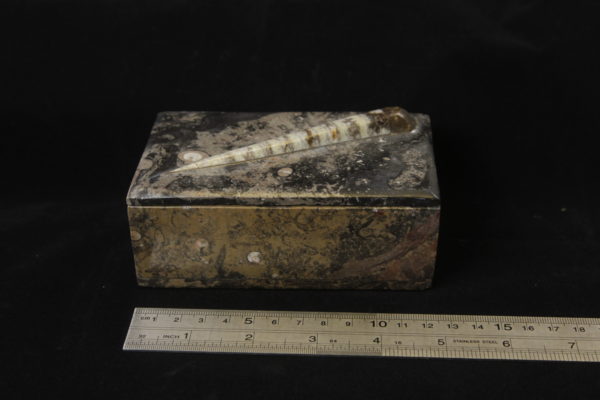 Ammonite Orthoceras Jewelry trinket box