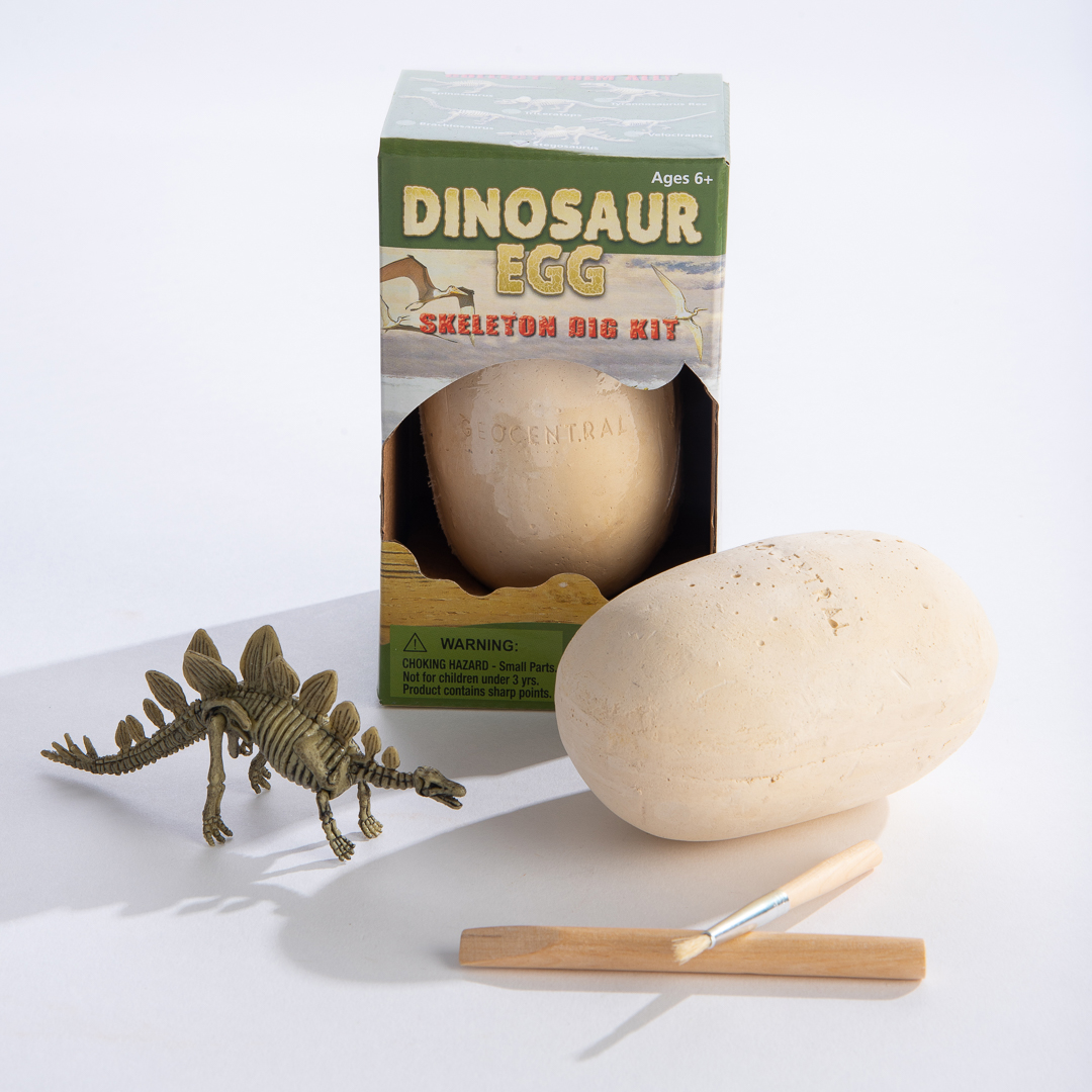 Dinosaur Egg with Skeleton Excavation Kit Display Box