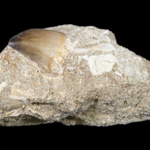 Mosasaur tooth in matrix