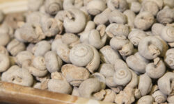 Sahara Gastropod Fossilized Snails 1 pound close view