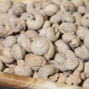 Gastropod Fossil, Sahara Gastropod, Fossilized Snails 1lb