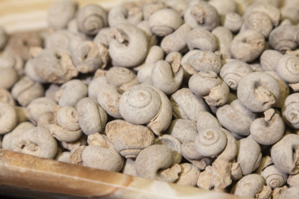 Sahara Gastropod Fossilized Snails 1 pound close view