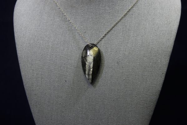 Orthoceras Fossil Pendant view from close up