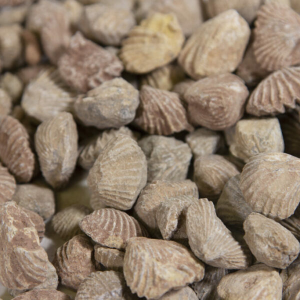 Fossilized Clams 1lb