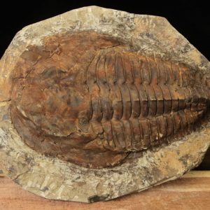 Cambropallas Large Trilobite Fossil