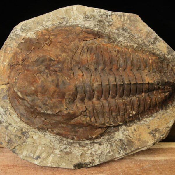 Large Cambropallas Trilobite - Prehistoric Fossil Specimen