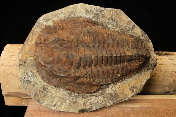 Cambropallas Large Trilobite Fossil close view