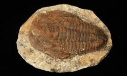 X Large Cambropallas Trilobite - Prehistoric Fossil Specimen