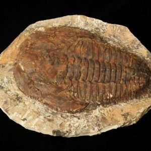 Cambropallas Large Trilobite Fossil