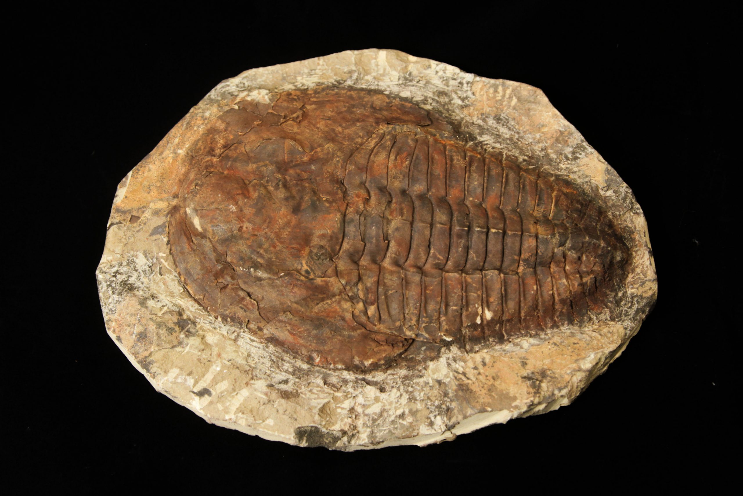 Natural Trilobite Natural Fossil Trilobite Fossil Details about   Rough Trilobite Fossil 