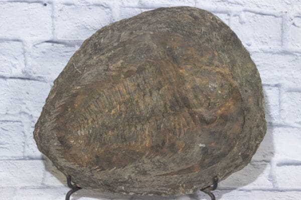 X Large Cambropallas Trilobite - Prehistoric Fossil Specimen