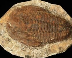 X Large Cambropallas Trilobite - Prehistoric Fossil Specimen