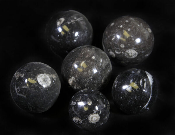 Six Orthoceras fossil balls