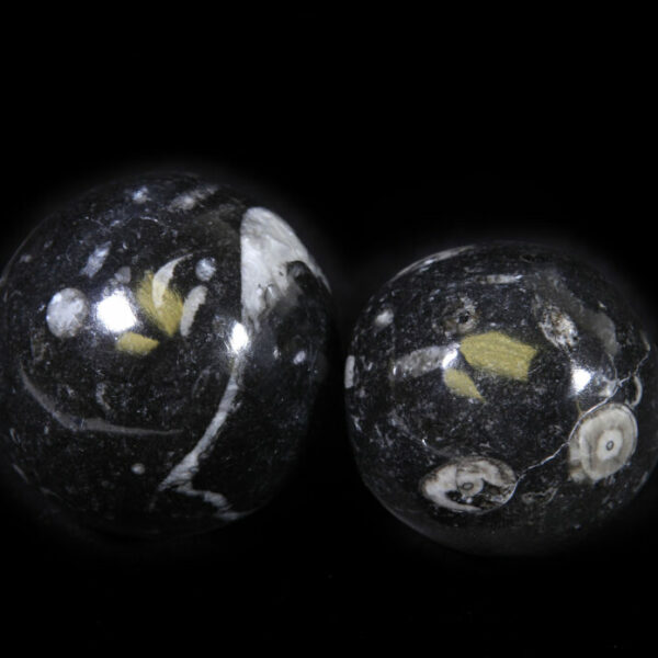 Orthoceras Spheres (Individual Piece)