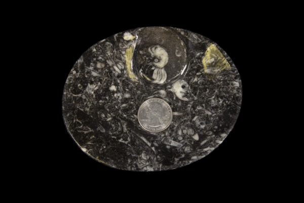Black Ammonite and Orthoceras Oval Tray with coin for size