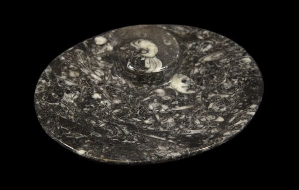 Black Ammonite and Orthoceras Oval Tray close view