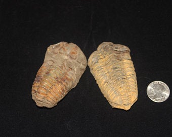 Set of two Calymene Trilobite fossils next to quarter for size comparison