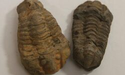Set of two Calymene Trilobite fossils