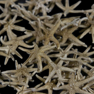 Small Dried Starfish Set of Five (1"-1.5")