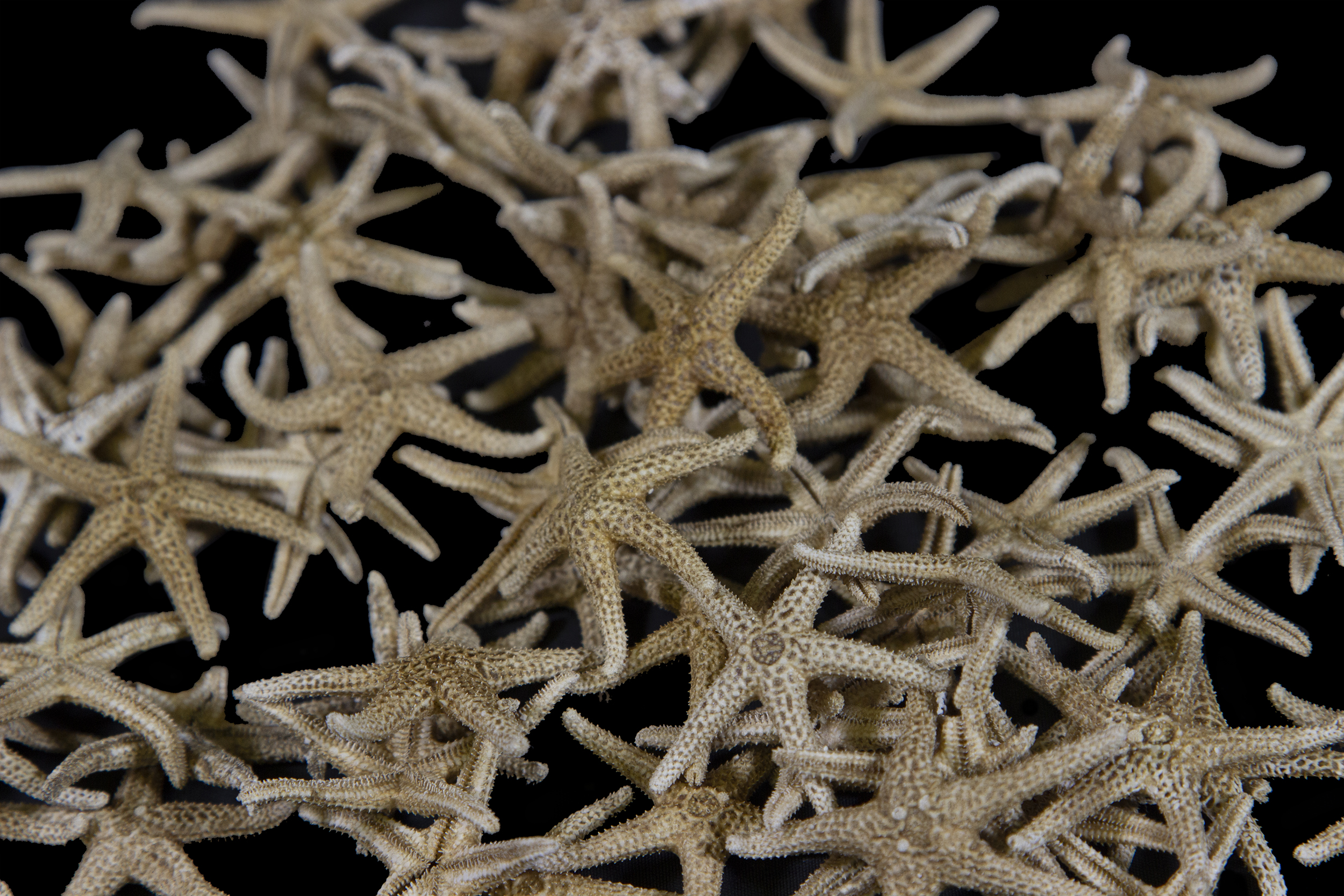 Set of Small Dried Starfish