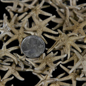 Small Dried Starfish Set of Five (1"-1.5")