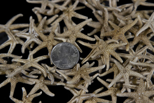Set of Small Dried Starfish with coin for size