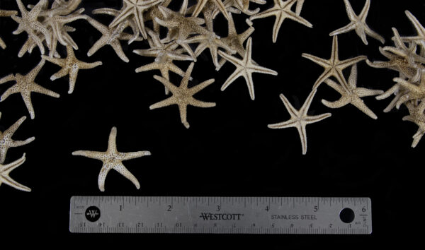Set of Small Dried Starfish next to ruler for size