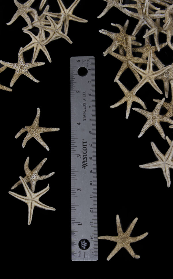 Set of Small Dried Starfish next to ruler for height