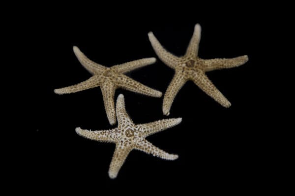 Three Small Dried Starfish