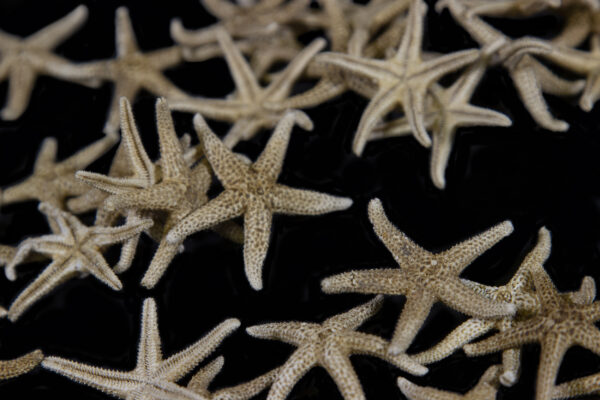 Several Small Dried Starfish