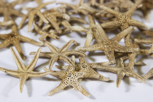 Pile of Small Dried Starfish top