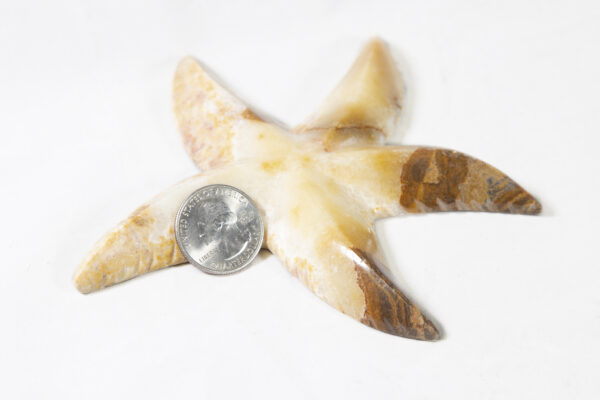 Marble Starfish 5" with coin for size