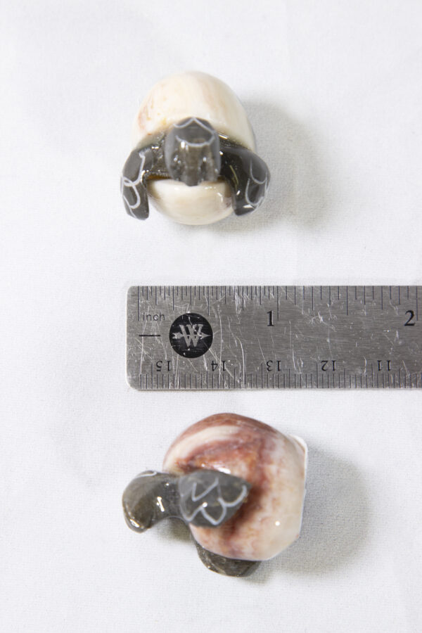 1.5 inch Marble Hatchling Turtles with ruler for size