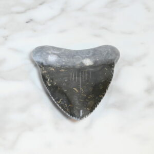 Marble Megalodon Tooth 4" - Turtleman Foundation Purchase (One Tooth)